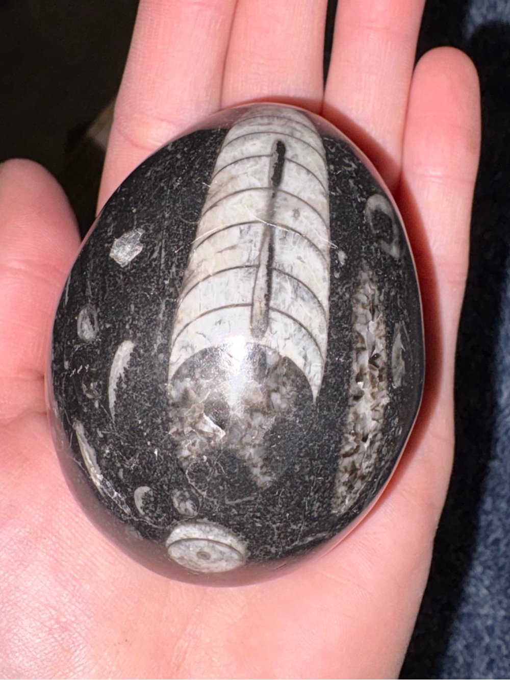 Polished Black & White Fossil Egg - Reptile Habitat